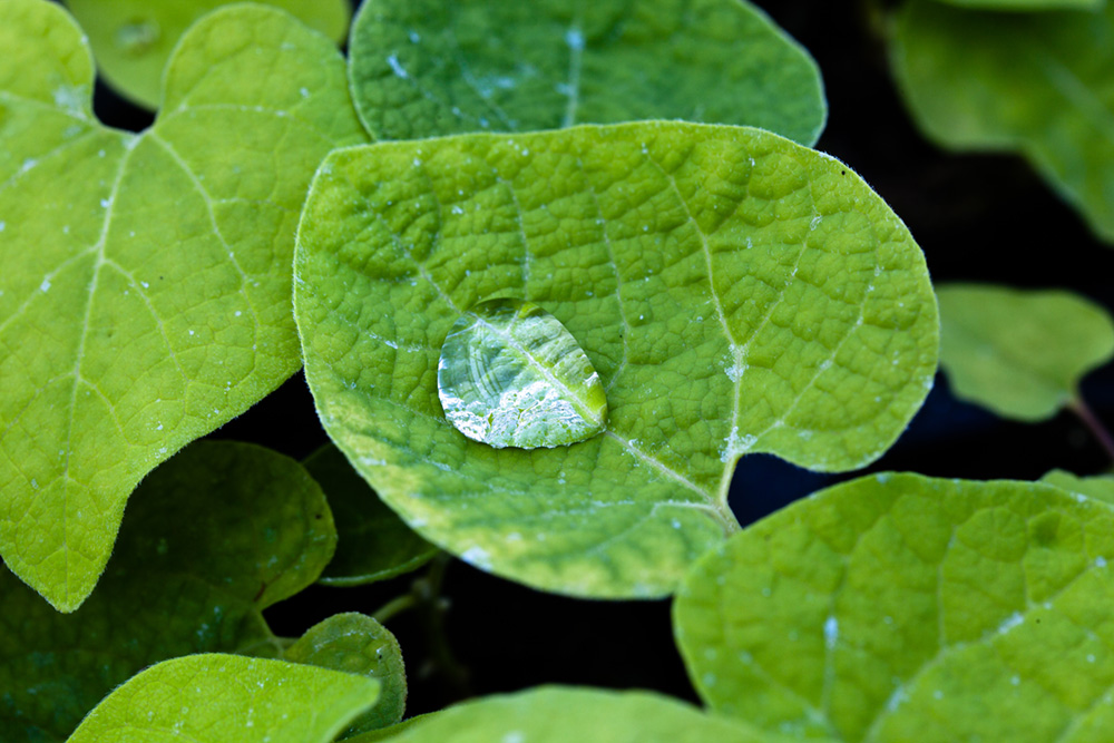 E-planta-svenskt-klimat