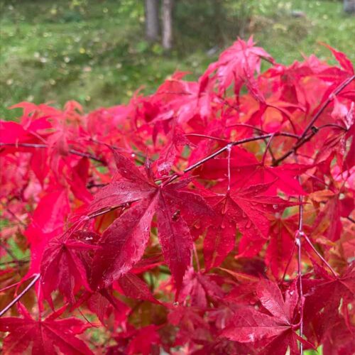 Acer palmatum 'Osakazuki' - Japansk Lönn. Stångby Plantskola
