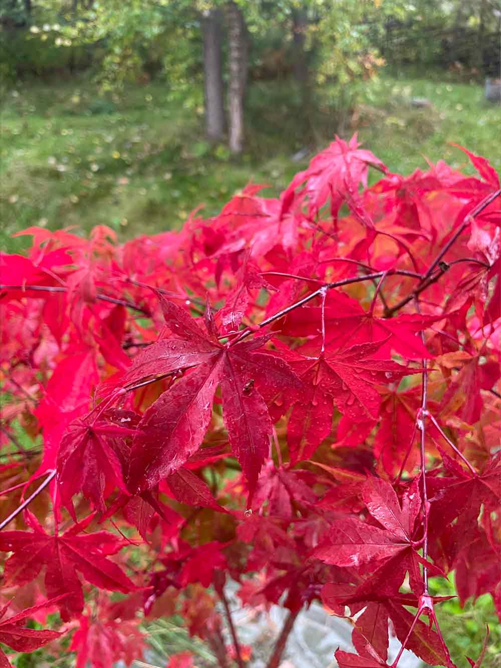 Acer palmatum 'Osakazuki' - Japansk Lönn. Stångby Plantskola