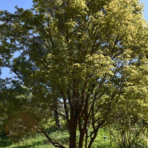Acer griseum - kopparlonn