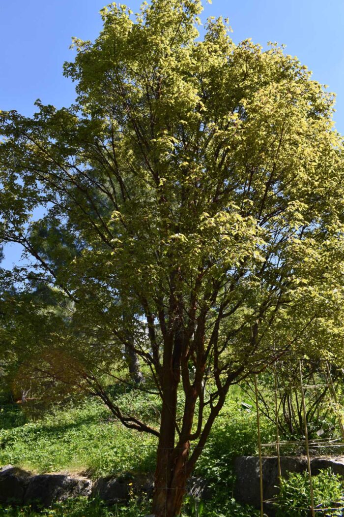 Acer griseum - kopparlonn