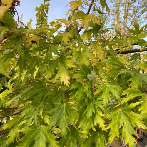 Acer saccharinum ‘Laciniatum Wieri’, flikbladig silverlönn Stångby Plantskola