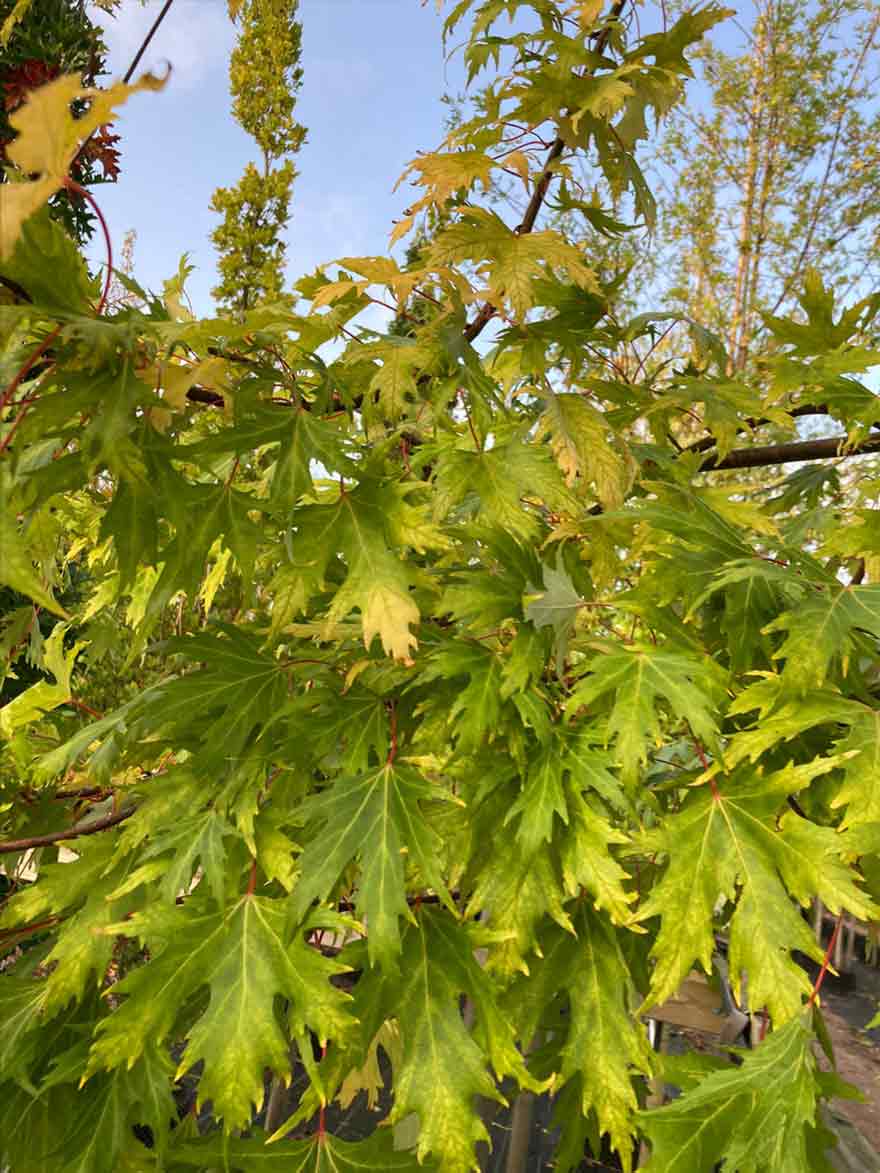 Acer saccharinum ‘Laciniatum Wieri’, flikbladig silverlönn Stångby Plantskola