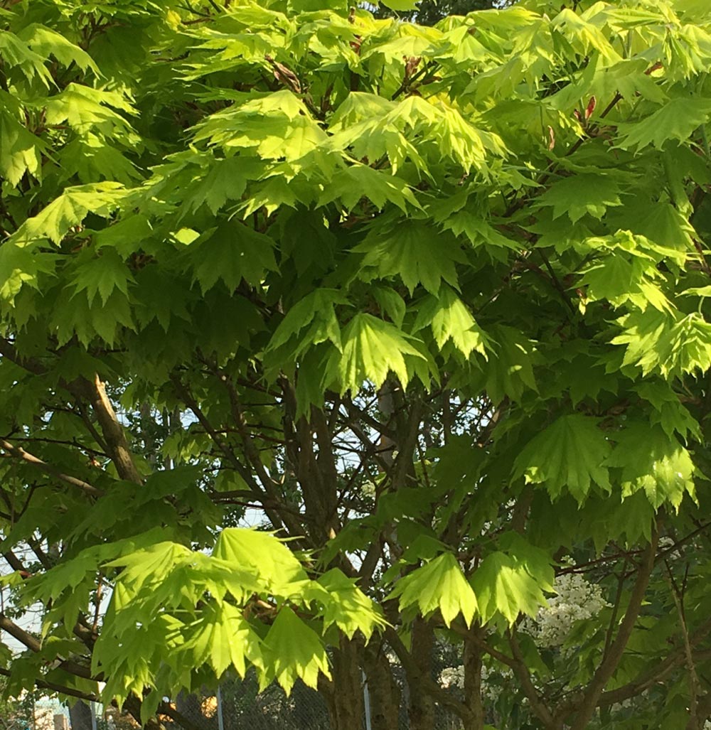 Acer shirasawanum ‘Aureum’, gulbladig solfjäderslönn Stångby Plantskola