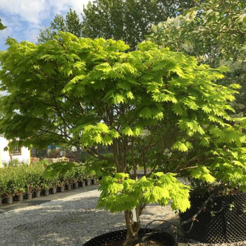 Acer shirasawanum ‘Aureum’, gulbladig solfjäderslönn Stångby Plantskola