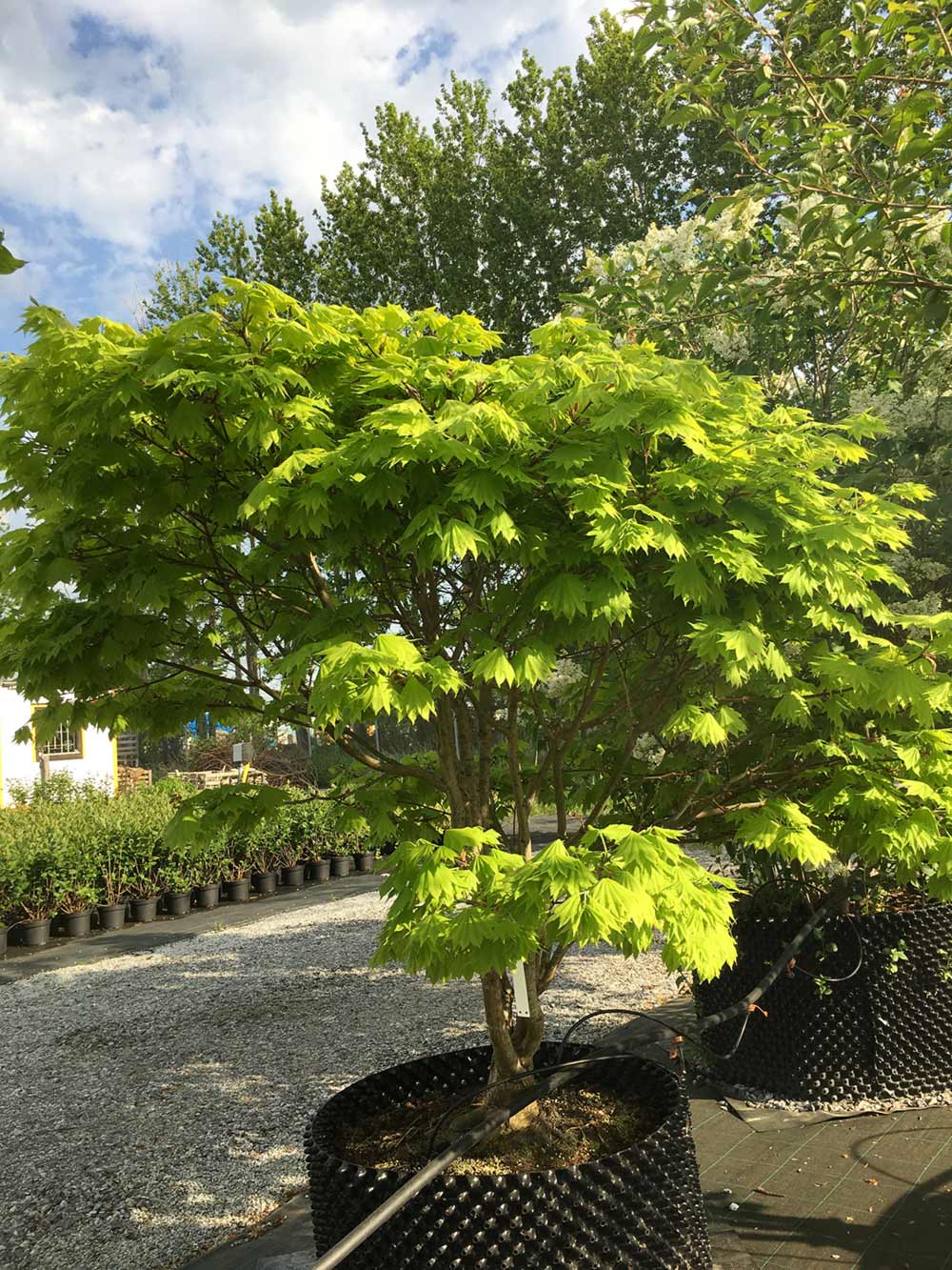 Acer shirasawanum ‘Aureum’, gulbladig solfjäderslönn Stångby Plantskola