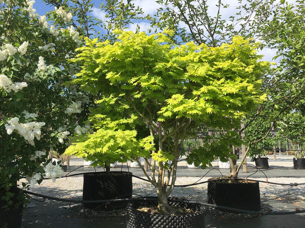 Acer shirasawanum ‘Aureum’, gulbladig solfjäderslönn Stångby Plantskola