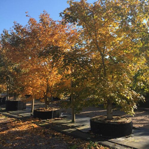 Acer x zoeschense ‘Annae’, dansk lönn Stångby Plantskola
