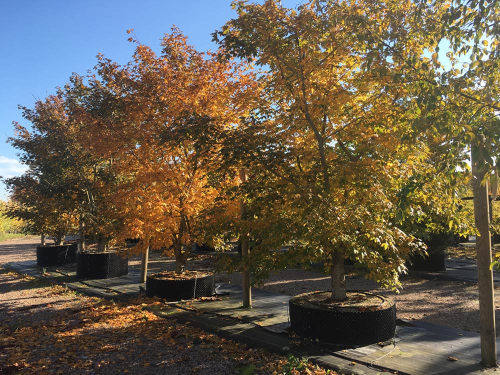 Acer x zoeschense ‘Annae’, dansk lönn Stångby Plantskola