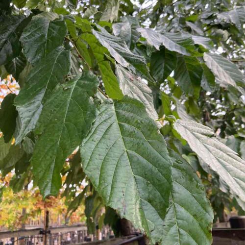 Alnus x spaethii ’Späth’ - Berlineral Stångby Plantskola