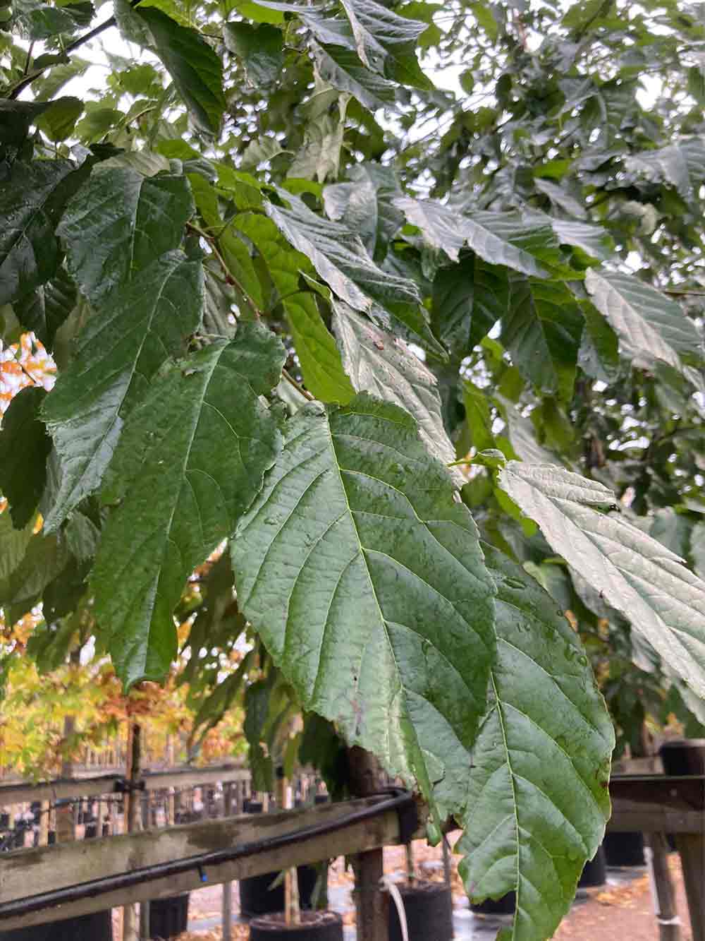 Alnus x spaethii ’Späth’ - Berlineral Stångby Plantskola