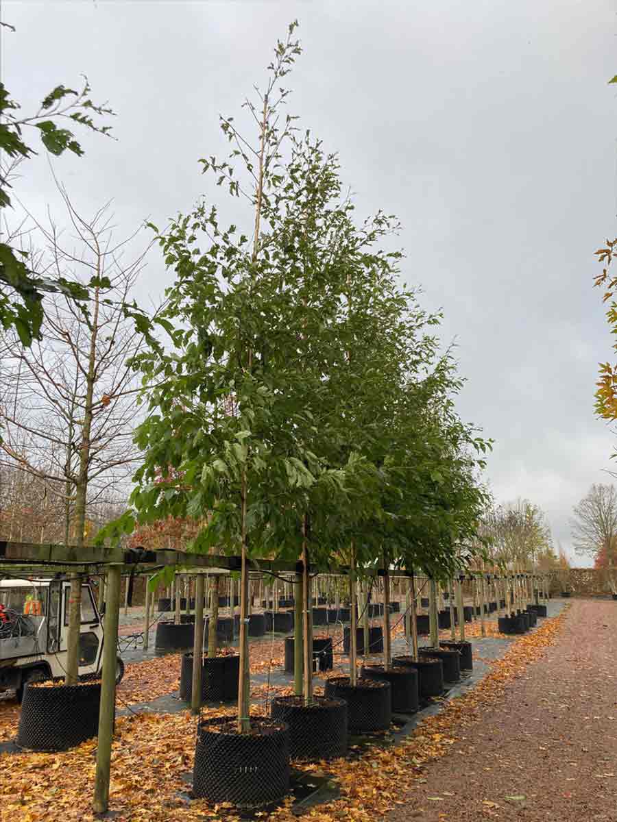 Alnus-x-spaethii-’Spath’-Berlineral - Stångby Plantskola