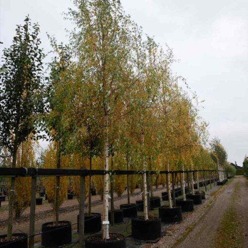Betula pendula ‘Crispa’ Flikbladig björk Stångby Plantskola