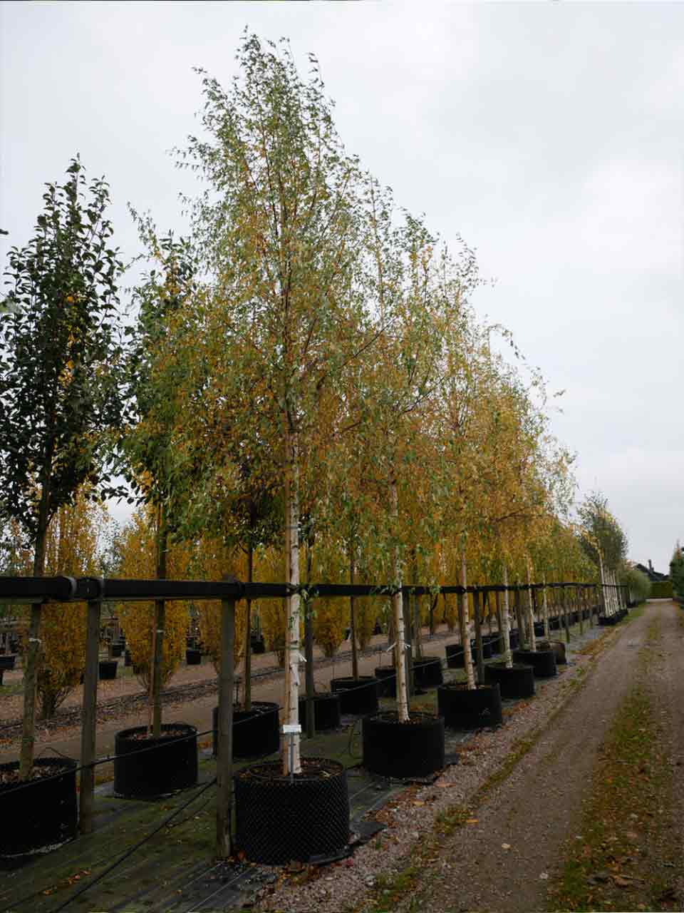 Betula pendula ‘Crispa’ Flikbladig björk Stångby Plantskola