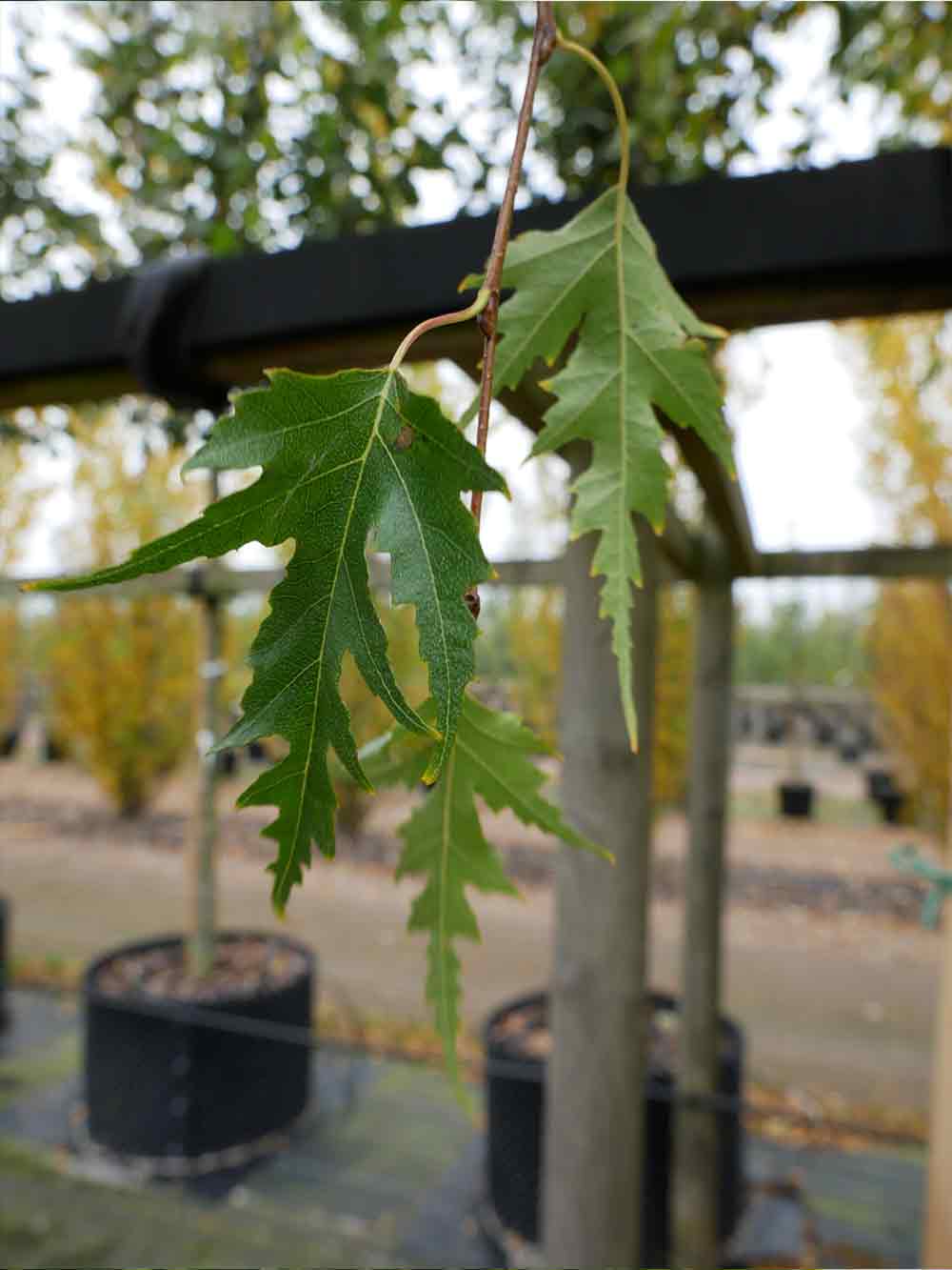 Betula pendula ‘Crispa’ Flikbladig björk Stångby Plantskola