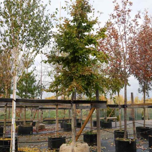 Carpinus betulus fk CARIN E, avenbok Stångby Plantskola