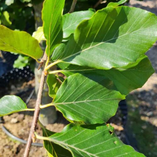 Fagus sylvatica ‘Dawyck Gold’, gulbladig pelarbok Stångby Plantskola
