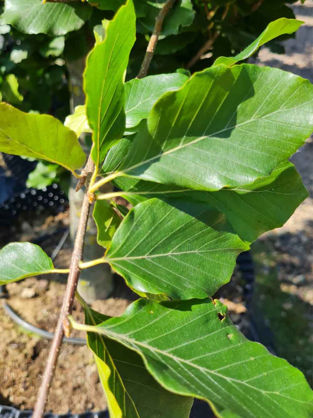 Fagus sylvatica ‘Dawyck Gold’, gulbladig pelarbok Stångby Plantskola