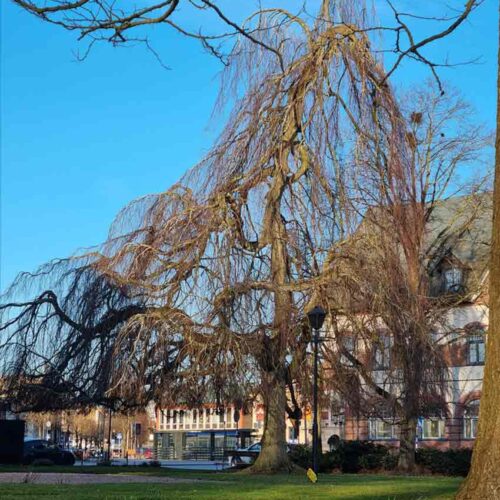Fagus sylvatica ‘Pendula’, hängbok Stångby Plantskola