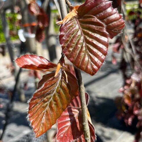Fagus sylvatica ‘Purpurea Pendula’, hängblodbok Stångby Plantskola