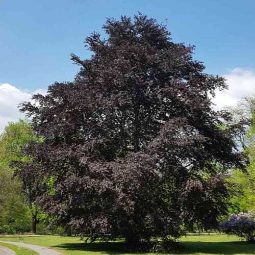 Fagus sylvatica ‘Purpurea’, blodbok Stångby Plantskola