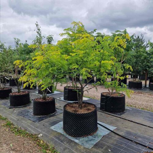Gleditsia triacanthos ‘Sunburst’, gulbladigt korstörne Stångby Plantskola