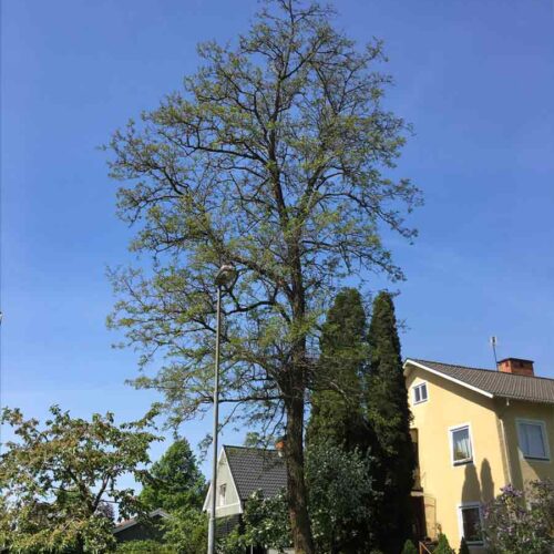 Gleditsia 'triacanthos' korstorne Stångby Plantskola
