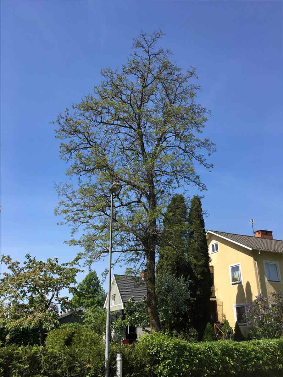 Gleditsia 'triacanthos' korstorne Stångby Plantskola