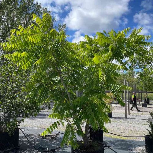 Juglans nigra Svart Valnöt Stångby Plantskola