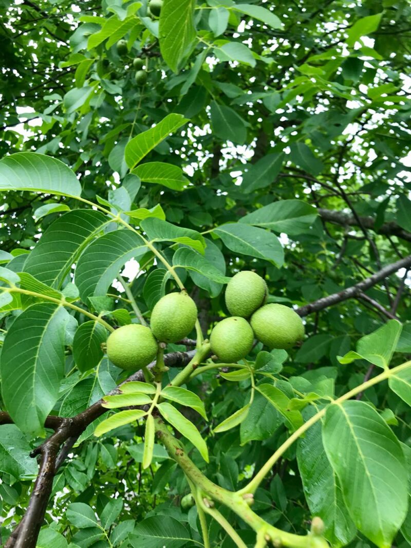 Juglans regia - Äkta valnöt - Stångby Plantskola