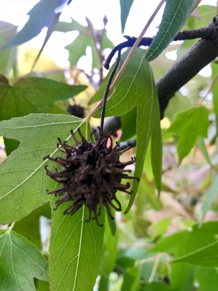 Liquidambar styraciflua ‘Worplesdon’ - ambraträd