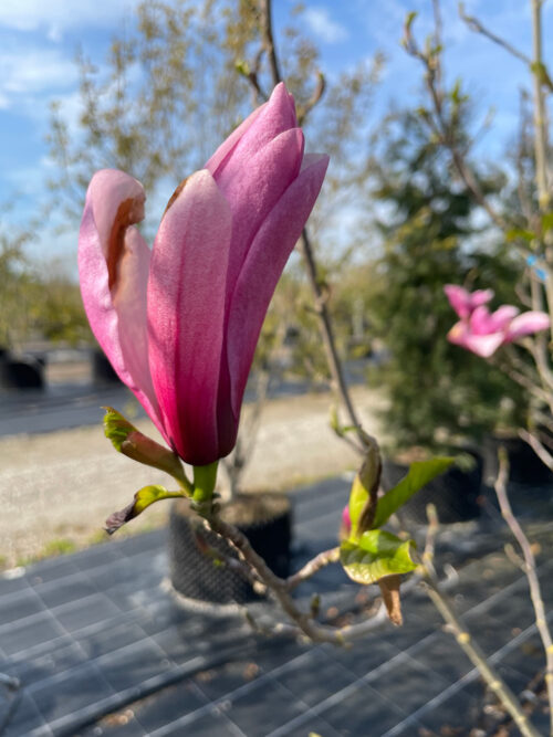 Magnolia ’Galaxy’ - hybridmagnolia