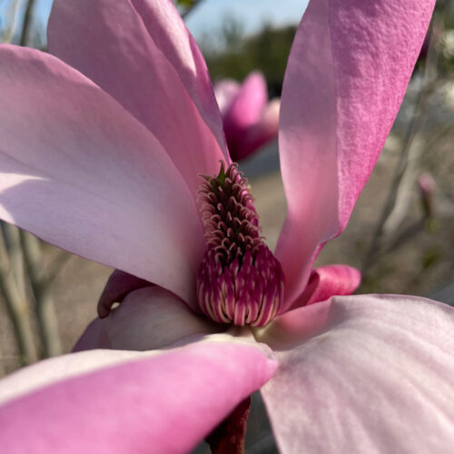 Magnolia ’Galaxy’ - hybridmagnolia