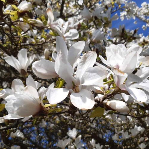 Magnolia Kobus japansk magnolia Stångby Plantskola