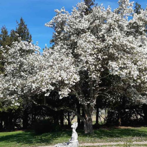 Magnolia kobus, japansk magnolia Stångby Plantskola