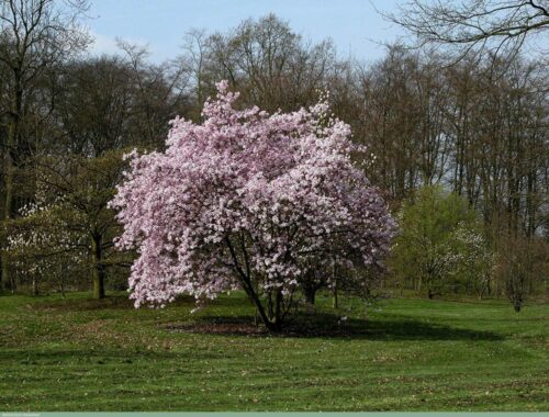 Magnolia x loebneri ‘Leonard Messel’ - hybridmagnolia