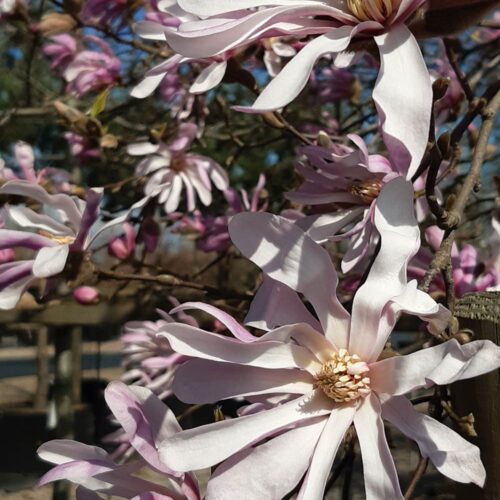 Magnolia x loebneri ‘Leonard Messel’ - hybridmagnolia