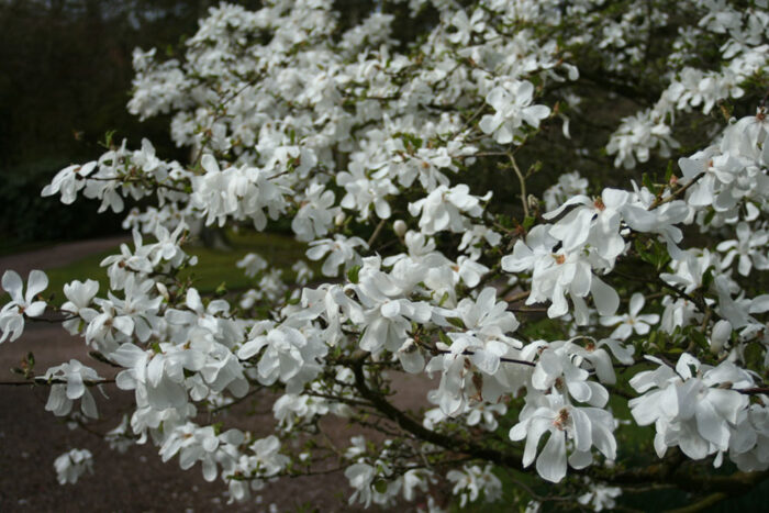 Magnolia x loebneri ‘Merrill’ - hybridmagnolia