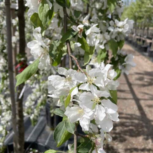 Malus ’Red Jade’, hängapel Stångby Plantskola