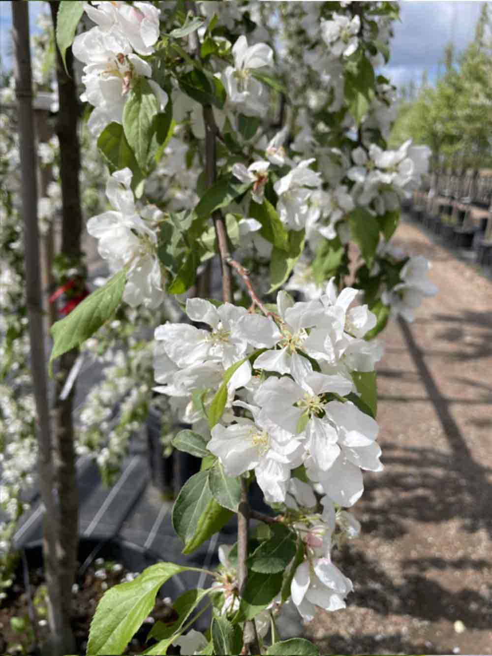 Malus ’Red Jade’, hängapel Stångby Plantskola