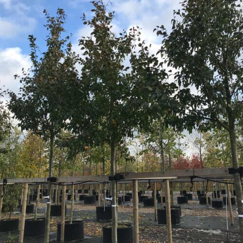 Malus baccata ‘Columnaris’ (syn. ’Fastigiata’) – pelarapel Stångby Plantskola