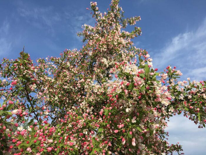 Malus floribunda - rosenapel