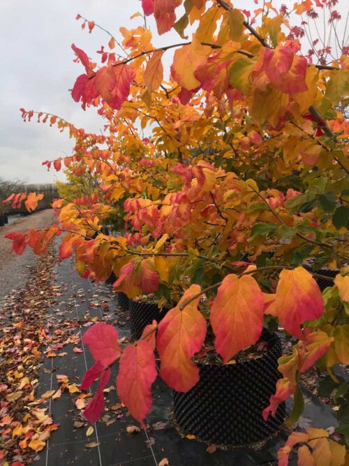 Parrotia persica - papegojbuske