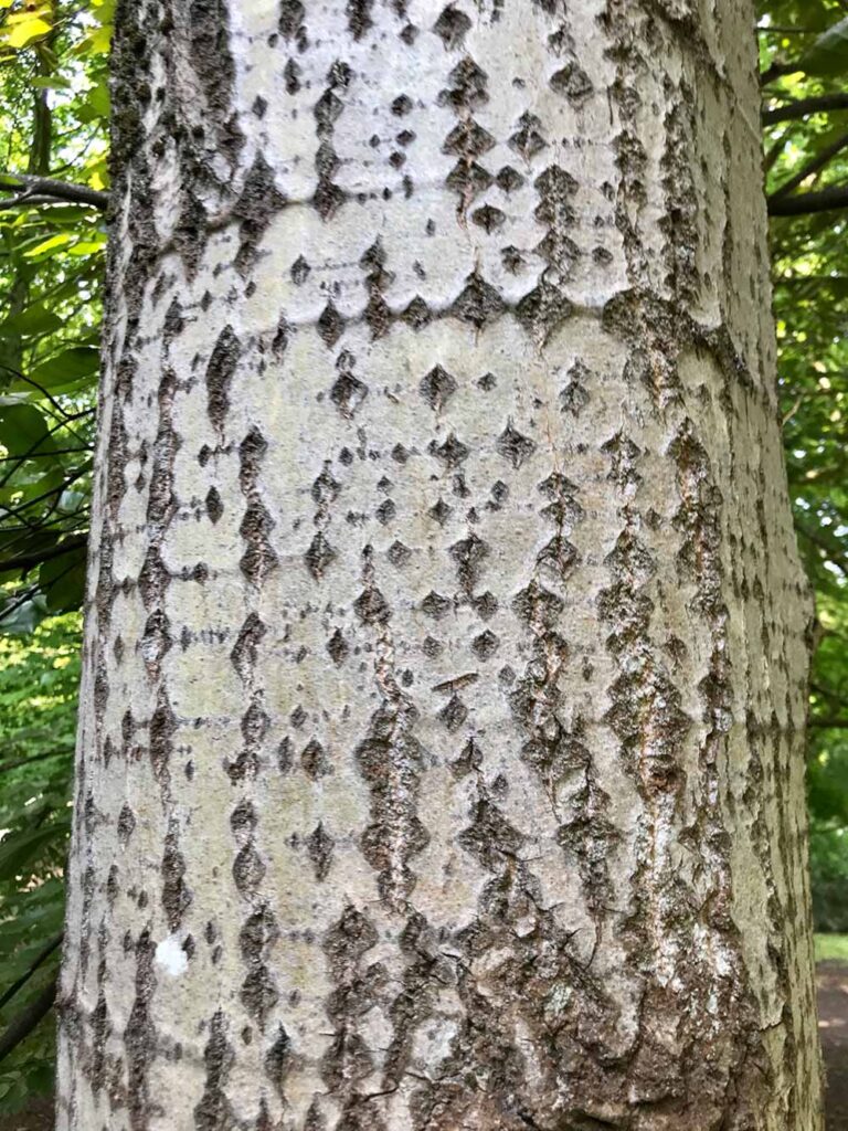 Populus Tremula Erecta St Ngby Plantskola