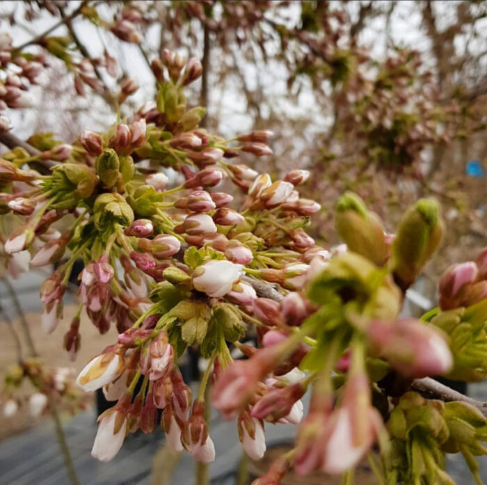Prunus ’Accolade’ - vårkörsbär