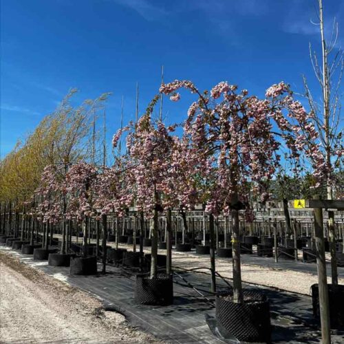 Prunus ’Kiku-shidare-zakura’, japanskt hängkörsbär Stångby Plantskola