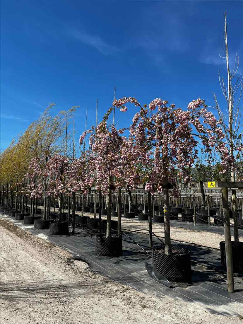 Prunus ’Kiku-shidare-zakura’, japanskt hängkörsbär Stångby Plantskola