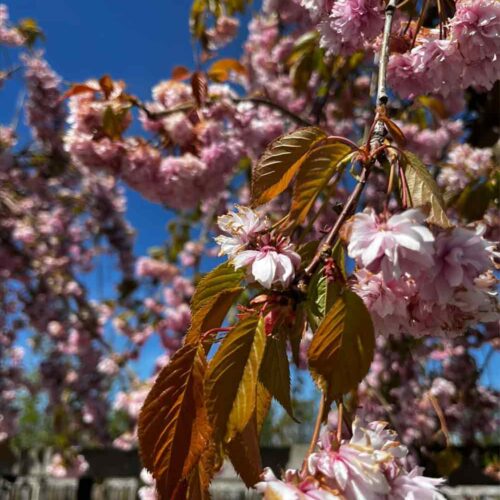 Prunus ’Kiku-shidare-zakura’, japanskt hängkörsbär Stångby Plantskola