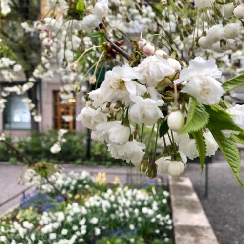 Prunus avium ‘Plena’ - fylldblommigt fågelbär