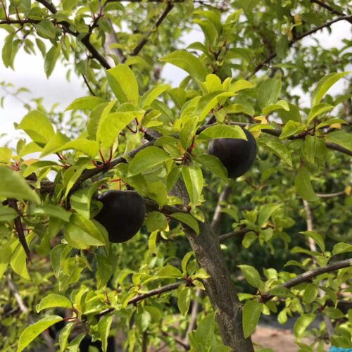 Prunus cerasifera fk Cecilia E - körsbärsplommon